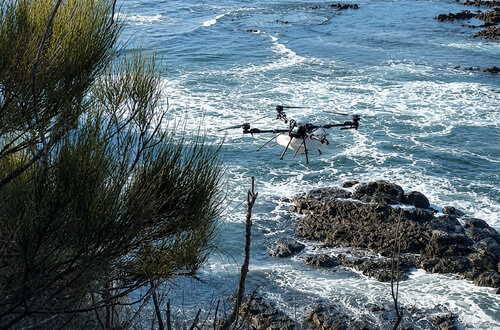 XAG P150 Max spray drone targeting invasive weeds on steep coastal scrub