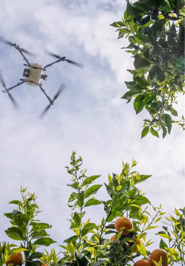 Drone flying above orange trees with green leaves under a cloudy sky.