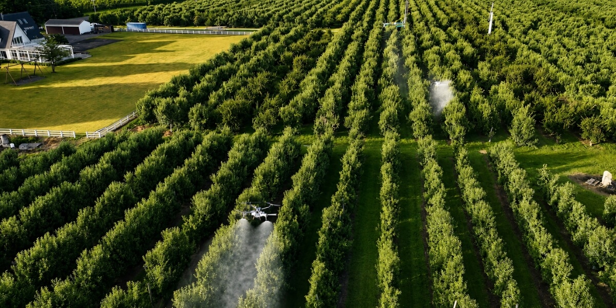 XAG P150 Max spray drone applying kaolin clay over apple orchard rows in Hawke’s Bay, New Zealand.