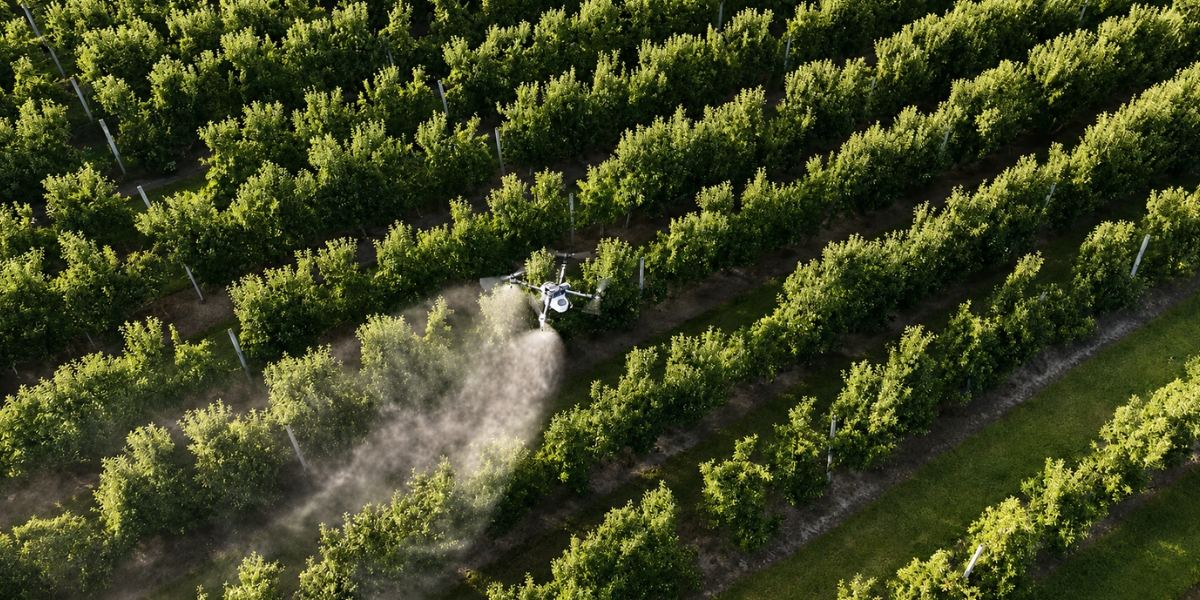 XAG P150 Max spray drone operating over a Hawke’s Bay apple orchard during a morning crop protection job.